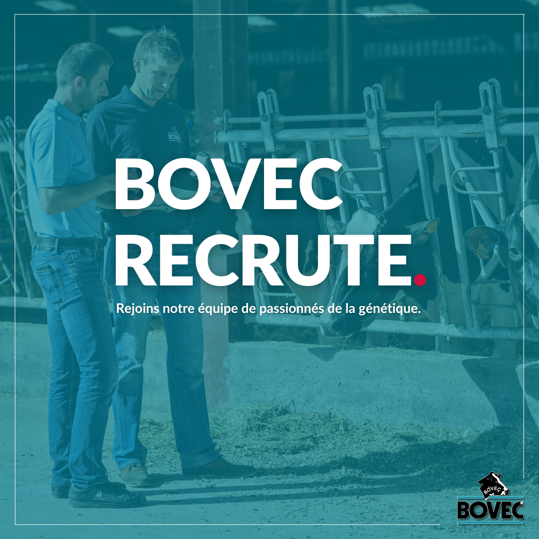 Bovec recrute 