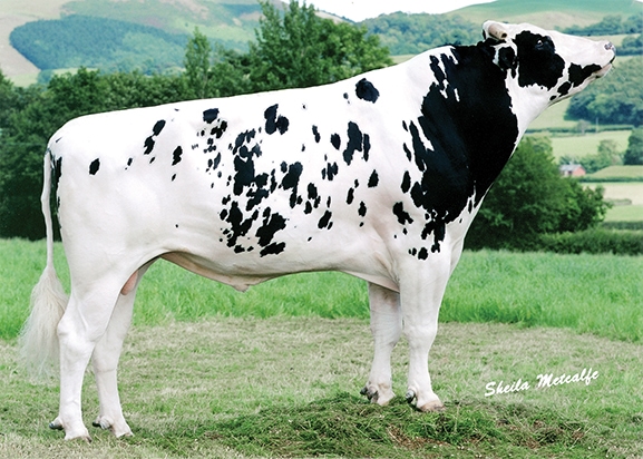 Shottle