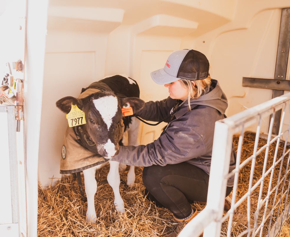 calf pneumonia check