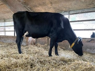 Une des jumelles issues de 11039 Skjelvan (photo : Turi Nordengen)