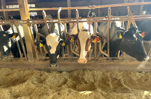 Vaches laitière de la ferme Gobetti