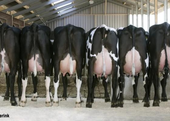 Lot Rouge Norvégienne x Holstein 