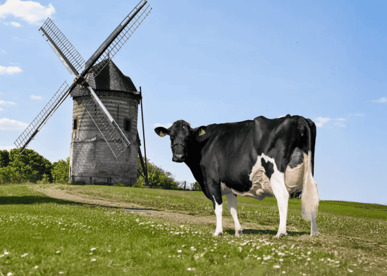 Dairy Août 26 