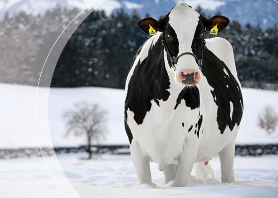 Catalogue Dairy décembre 2021 