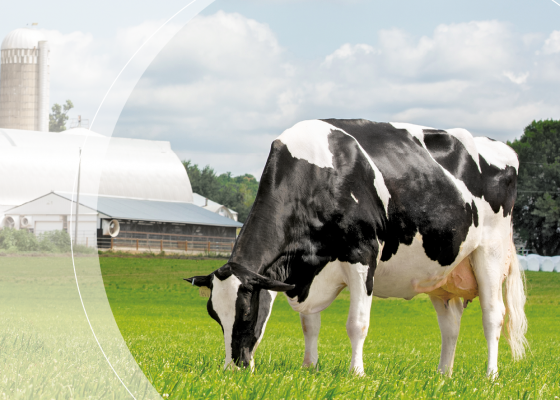 Catalogue Dairy Août 2021