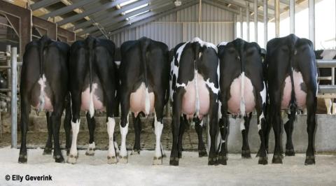 Lot Rouge Norvégienne x Holstein