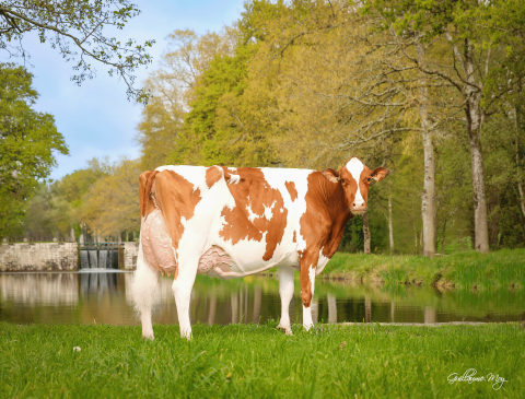 Dairy Aout25