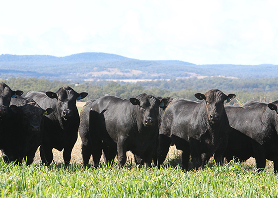 Taureaux VIANDE en race pure