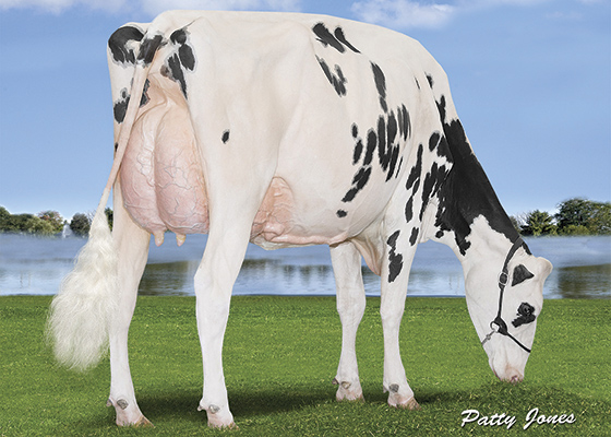 Holstein 