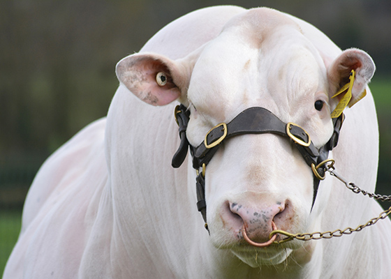 Races à Viande pour le croisement